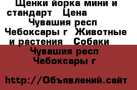 Щенки йорка мини и стандарт › Цена ­ 15 000 - Чувашия респ., Чебоксары г. Животные и растения » Собаки   . Чувашия респ.,Чебоксары г.